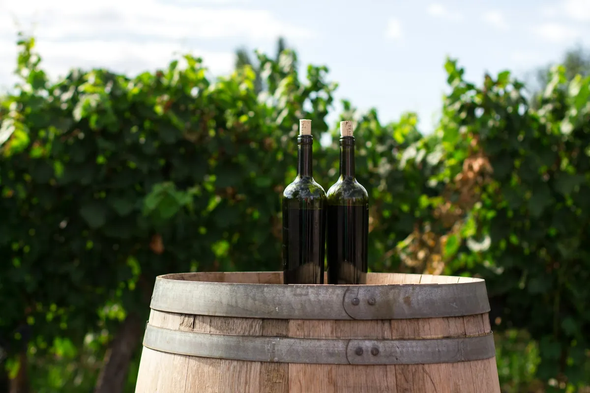Dégustation de vins des Cévennes