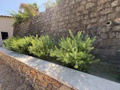 Massif de plantes le long du mur en pierres